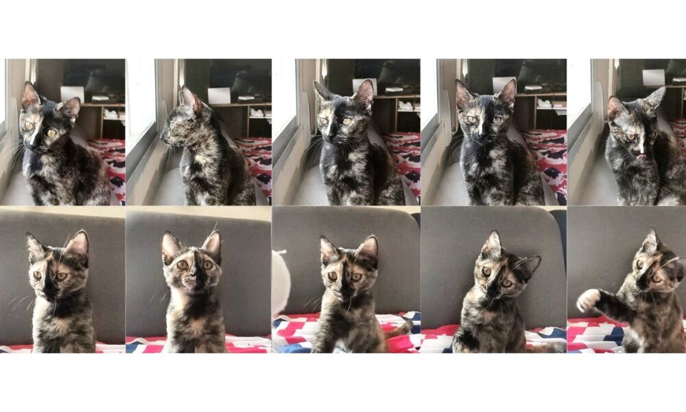 Tecla y Quincy cambian de acogida – En adopción