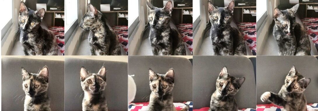 Tecla y Quincy cambian de acogida – En adopción
